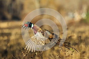 Pheasant in flight photo