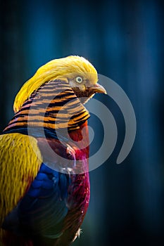 pheasant golden bird in the zoo