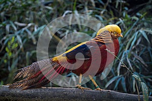 pheasant golden bird in the zoo