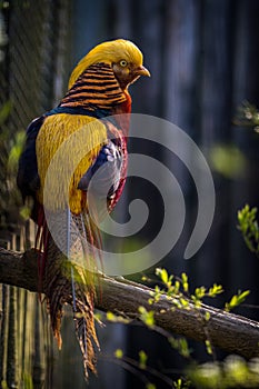 pheasant golden bird in the zoo