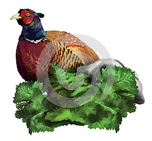 Pheasant in the grass