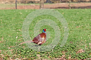 Pheasant in the grass