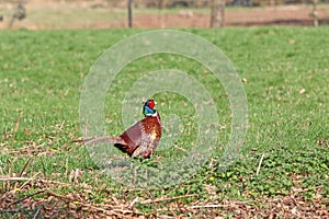 Pheasant in the grass