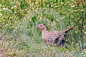 Pheasant Han in a Field of Grass Phasianus colchicus