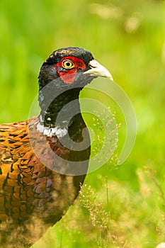 A Pheasant head and shoulders shot