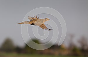 Pheasant hen flying