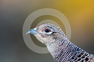 Pheasant Hen`s beautiful but discrete Portrait