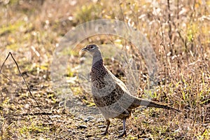 Pheasant hen on a small path in the wilderness