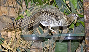 pheasant photo