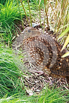 Pheasant hen between tufts of grass