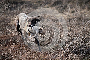 A pheasant and his dog