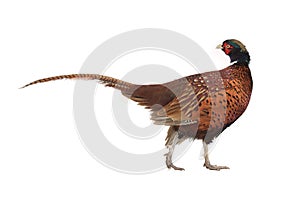 Pheasant