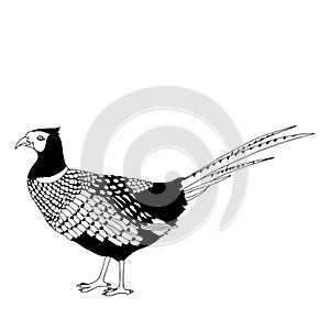 Pheasant illustration