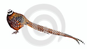 Pheasant. Isolated over white