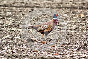 Pheasant
