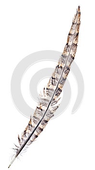 Pheasant long black and brown feather isolated on white