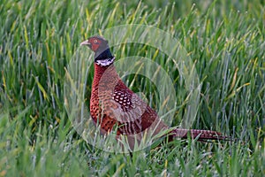 Pheasant look out of the grainfield, spring