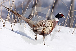 Pheasant male photo