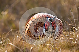 Pheasant male