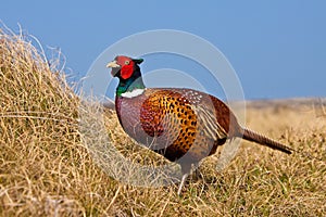 Pheasant male