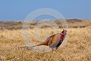 Pheasant male