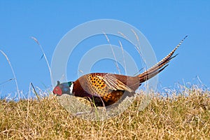 Pheasant male