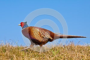 Pheasant male