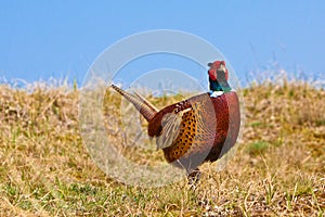Pheasant male