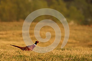 Pheasant