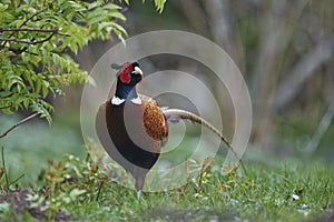 Pheasant, male