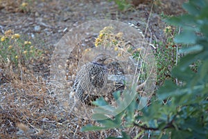 Pheasant with nice colors, it seems difficult because it has the same colors as the earth