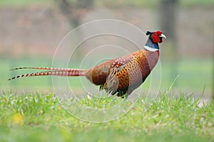 Pheasant in park