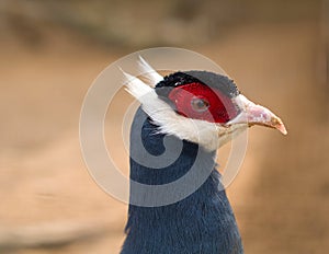 Pheasant. Phasianus