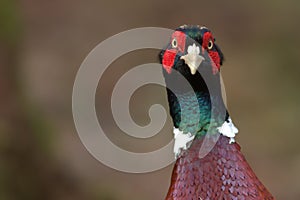 Pheasant (Phasianus colchicus)