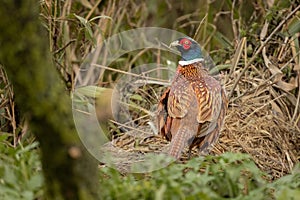 Pheasant Phasianus colchicus roaming free in the forest