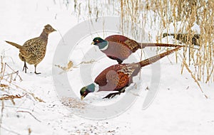 Pheasant, Phasianus. Wild males and female birds eat seeds. Frosty snowy morning