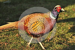 Pheasant plumage (Phasianinae colchicus)