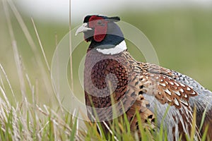 Pheasant