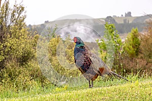 Pheasant in the rain, steam rising in the back