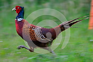 Pheasant running across a field