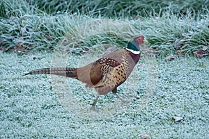 Pheasant running across frosty grass