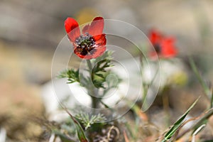 Pheasant& x27;s-eye & x28;Adonis annua& x29; in flower