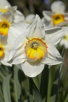 Pheasant`s Eye or Poet`s Narcissus, narcissus poeticus