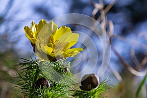 Pheasant\'s eye, or yellow pheasant\'s eye Adonis vernalis blooming in spring steppe