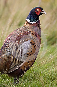 Pheasant in the Scottish Highlands