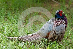 Pheasant standing in grass sporting colorful plumage