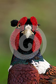 Pheasant with striking plumage, featuring a vibrant red head and contrasting black wings