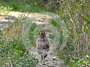 Pheasant strutting along a path