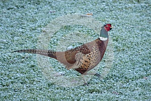 Pheasant strutting on frosty grass