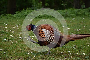 Pheasant Strutting His Stuff with His Tail Following